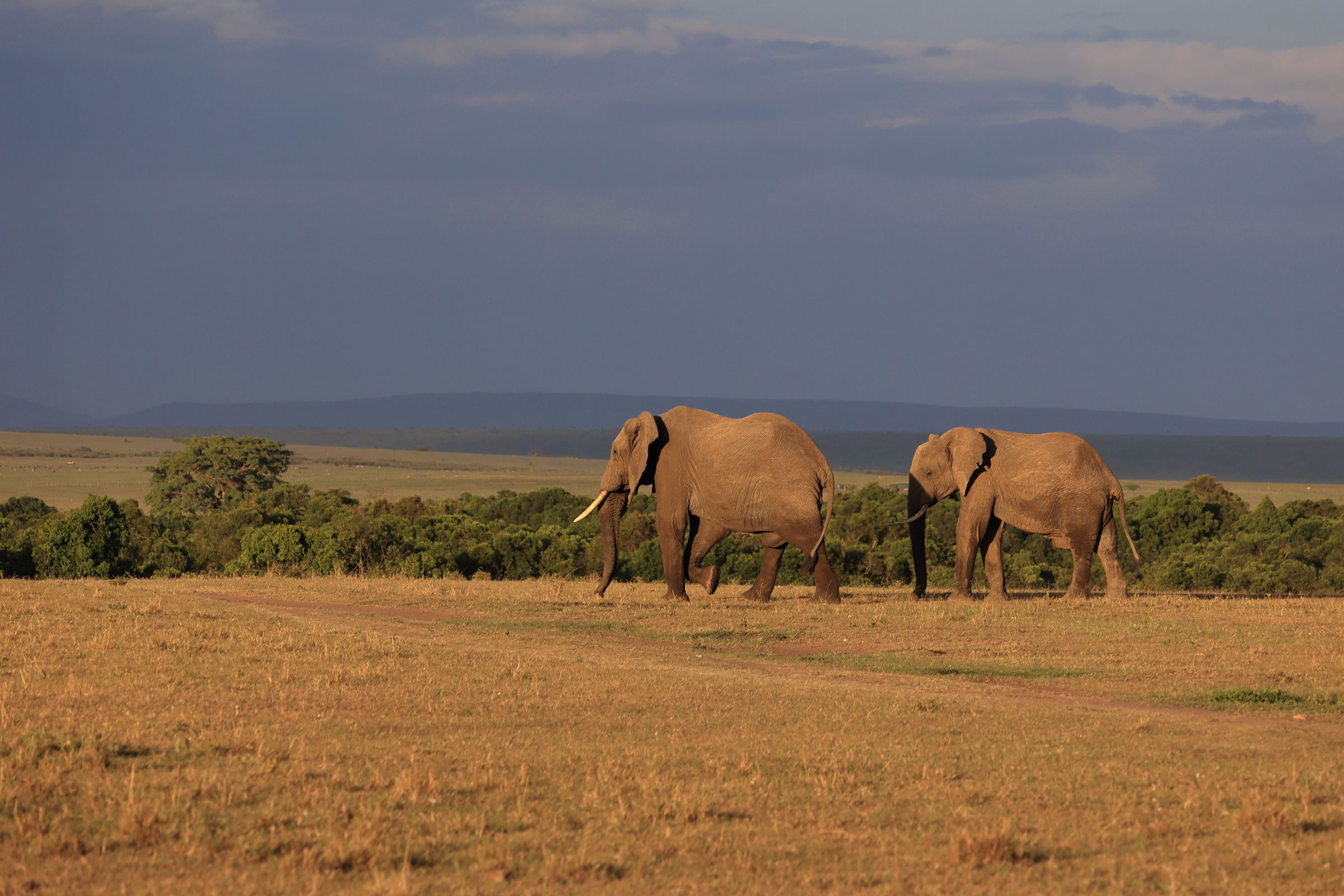Elephant on the Zambian plain